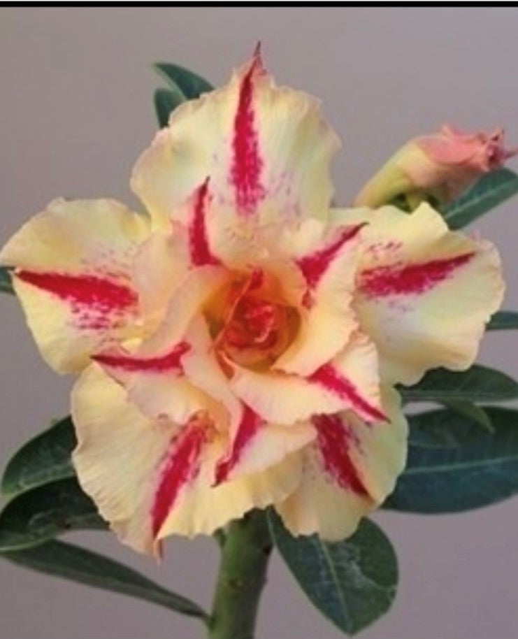 ~~STARBURST~~Grafted Adenium Obesum Desert Rose Plant