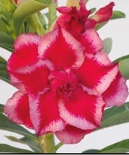 Load image into Gallery viewer, ~~SUBLIME BEAUTY~~Grafted Adenium Obesum Desert Rose Plant
