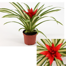 Load image into Gallery viewer, ~~SUE ANN~~Live UNROOTED Guzmania Bromeliad Pup/Starter Plant~~
