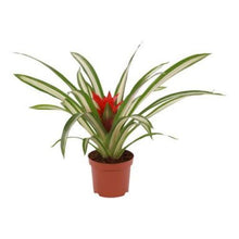 Load image into Gallery viewer, ~~SUE ANN~~Live UNROOTED Guzmania Bromeliad Pup/Starter Plant~~
