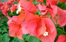 Load image into Gallery viewer, **SUNDOWN ORANGE** Live Bougainvillea Well Rooted Starter Plant
