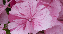 Load image into Gallery viewer, ***SNOW QUEEN*** Hydrangea Macrophylla Starter Plant
