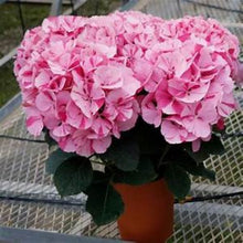 Load image into Gallery viewer, ***MERRITT&#39;S SUPREME*** Hydrangea Macrophylla Starter Plant
