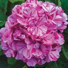 Load image into Gallery viewer, ***MERRITT&#39;S SUPREME*** Hydrangea Macrophylla Starter Plant
