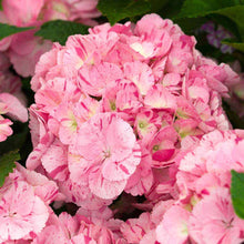 Load image into Gallery viewer, ***MERRITT&#39;S SUPREME*** Hydrangea Macrophylla Starter Plant
