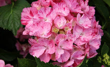 Load image into Gallery viewer, ***MERRITT&#39;S SUPREME*** Hydrangea Macrophylla Starter Plant
