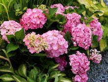 Load image into Gallery viewer, ***MERRITT&#39;S SUPREME*** Hydrangea Macrophylla Starter Plant
