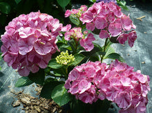 Load image into Gallery viewer, ***SNOW QUEEN*** Hydrangea Macrophylla Starter Plant
