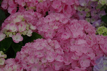 Load image into Gallery viewer, ***SNOW QUEEN*** Hydrangea Macrophylla Starter Plant
