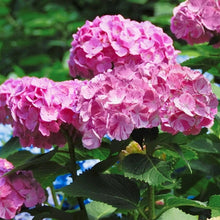 Load image into Gallery viewer, ***SNOW QUEEN*** Hydrangea Macrophylla Starter Plant
