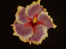 Load image into Gallery viewer, ***TAHITIAN TAUI*** Small Rooted Exotic Tropical Hibiscus Starter Plant***AKA Fancy Hibiscus
