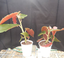 Load image into Gallery viewer, ***TORCH RED*** Angel Wing Begonia  Rooted Starter Plant
