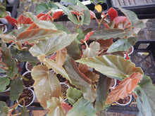 Load image into Gallery viewer, ***TORCH RED*** Angel Wing Begonia  Rooted Starter Plant
