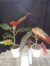 Load image into Gallery viewer, ***TORCH RED*** Angel Wing Begonia  Rooted Starter Plant
