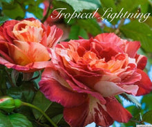 Load image into Gallery viewer, ~~TROPICAL LIGHTNING ~~Fully Grown Blooming Size Rose Bush Plant~~VERY RARE~~HTF
