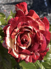 Load image into Gallery viewer, ~~TROPICAL LIGHTNING ~~Fully Grown Blooming Size Rose Bush Plant~~VERY RARE~~HTF
