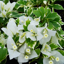 Load image into Gallery viewer, **VANILLA ICE** Live Bougainvillea Well Rooted Starter Plant
