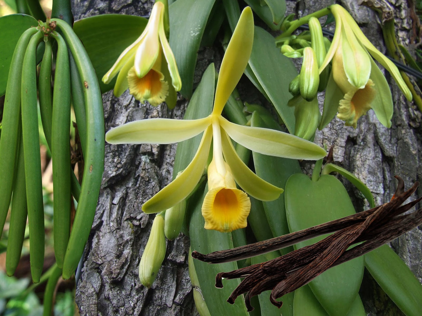 Variegated Vanilla Bean Orchid - Vanilla planifolia variegata Live STARTER Plant