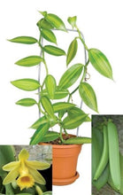 Load image into Gallery viewer, Variegated Vanilla Bean Orchid - Vanilla planifolia variegata Live STARTER Plant
