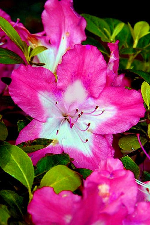 ~~VIBRANT~~Azalea Rhododendron Deciduous Starter Plant~~STUNNING BI-COLOR BLOOMS