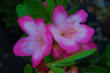 Load image into Gallery viewer, ~~VIBRANT~~Azalea Rhododendron Deciduous Starter Plant~~STUNNING BI-COLOR BLOOMS
