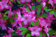 Load image into Gallery viewer, ~~VIBRANT~~Azalea Rhododendron Deciduous Starter Plant~~STUNNING BI-COLOR BLOOMS
