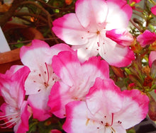 Load image into Gallery viewer, ~~VIBRANT~~Azalea Rhododendron Deciduous Starter Plant~~STUNNING BI-COLOR BLOOMS
