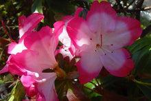 Load image into Gallery viewer, ~~VIBRANT~~Azalea Rhododendron Deciduous Starter Plant~~STUNNING BI-COLOR BLOOMS
