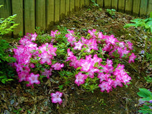 Load image into Gallery viewer, ~~VIBRANT~~Azalea Rhododendron Deciduous Starter Plant~~STUNNING BI-COLOR BLOOMS
