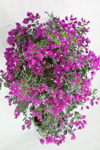 Load image into Gallery viewer, **VIOLET**Live Bougainvillea Well Rooted Starter Plant
