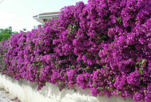 Load image into Gallery viewer, **VIOLET**Live Bougainvillea Well Rooted Starter Plant
