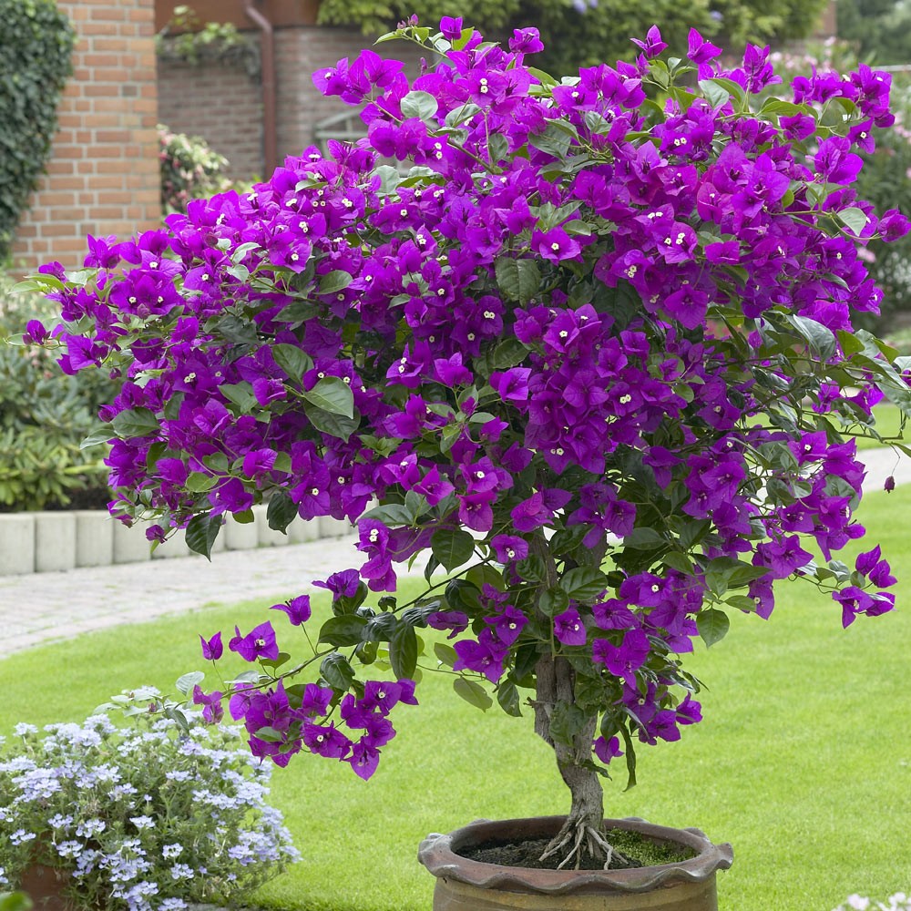 **VIOLET**Live Bougainvillea Well Rooted Starter Plant
