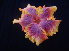 Load image into Gallery viewer, ***VOILA*** Rooted Exotic Tropical Hibiscus Plant***AKA Fancy Hibiscus
