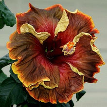 Load image into Gallery viewer, ***VOODOO MAGIC*** Rooted Exotic Tropical Hibiscus Plant***AKA Fancy Hibiscus
