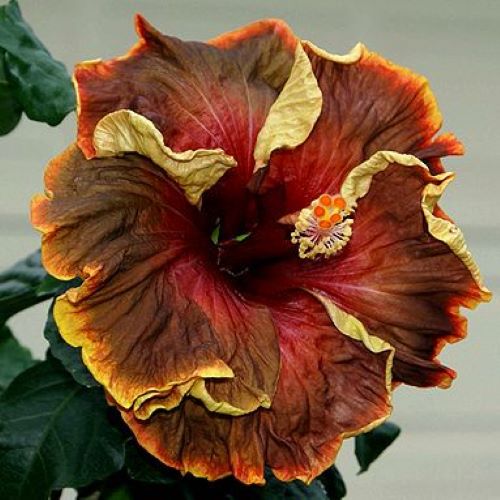 ***VOODOO MAGIC*** Rooted Exotic Tropical Hibiscus Plant***AKA Fancy Hibiscus