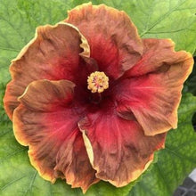 Load image into Gallery viewer, ***VOODOO MAGIC*** Rooted Exotic Tropical Hibiscus Plant***AKA Fancy Hibiscus
