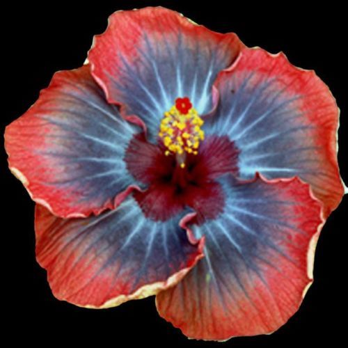 ***VOODOO QUEEN*** Rooted Exotic Tropical Hibiscus Plant***AKA Fancy Hibiscus