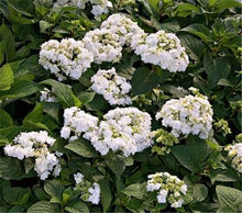 Load image into Gallery viewer, ***WEDDING GOWN**** Hydrangea Macrophylla Starter Plant
