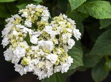 Load image into Gallery viewer, ***WEDDING GOWN**** Hydrangea Macrophylla Starter Plant
