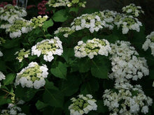 Load image into Gallery viewer, ***WEDDING GOWN**** Hydrangea Macrophylla Starter Plant
