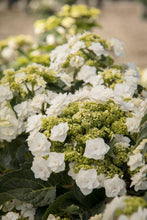 Load image into Gallery viewer, ***WEDDING GOWN**** Hydrangea Macrophylla Starter Plant
