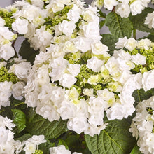 Load image into Gallery viewer, ***WEDDING GOWN**** Hydrangea Macrophylla Starter Plant
