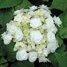 Load image into Gallery viewer, ***WEDDING GOWN**** Hydrangea Macrophylla Starter Plant
