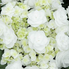 Load image into Gallery viewer, ***WEDDING GOWN**** Hydrangea Macrophylla Starter Plant
