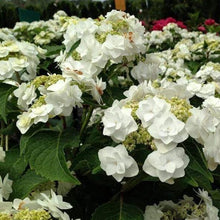 Load image into Gallery viewer, ***WEDDING GOWN**** Hydrangea Macrophylla Starter Plant
