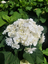 Load image into Gallery viewer, ***WEDDING GOWN**** Hydrangea Macrophylla Starter Plant
