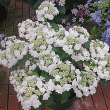 Load image into Gallery viewer, ***WEDDING GOWN**** Hydrangea Macrophylla Starter Plant
