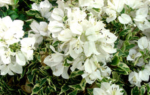 Load image into Gallery viewer, **WHITE STRIPE** Live Bougainvillea Well Rooted Starter Plant
