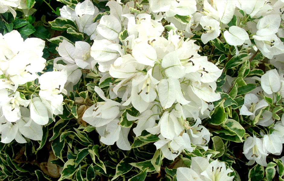 **WHITE STRIPE** Live Bougainvillea Well Rooted Starter Plant