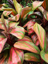 Load image into Gallery viewer, **WILLIE&#39;S GOLD** Cordyline Terminalis Hawaiian Ti Plant**AKA Good Luck Plants

